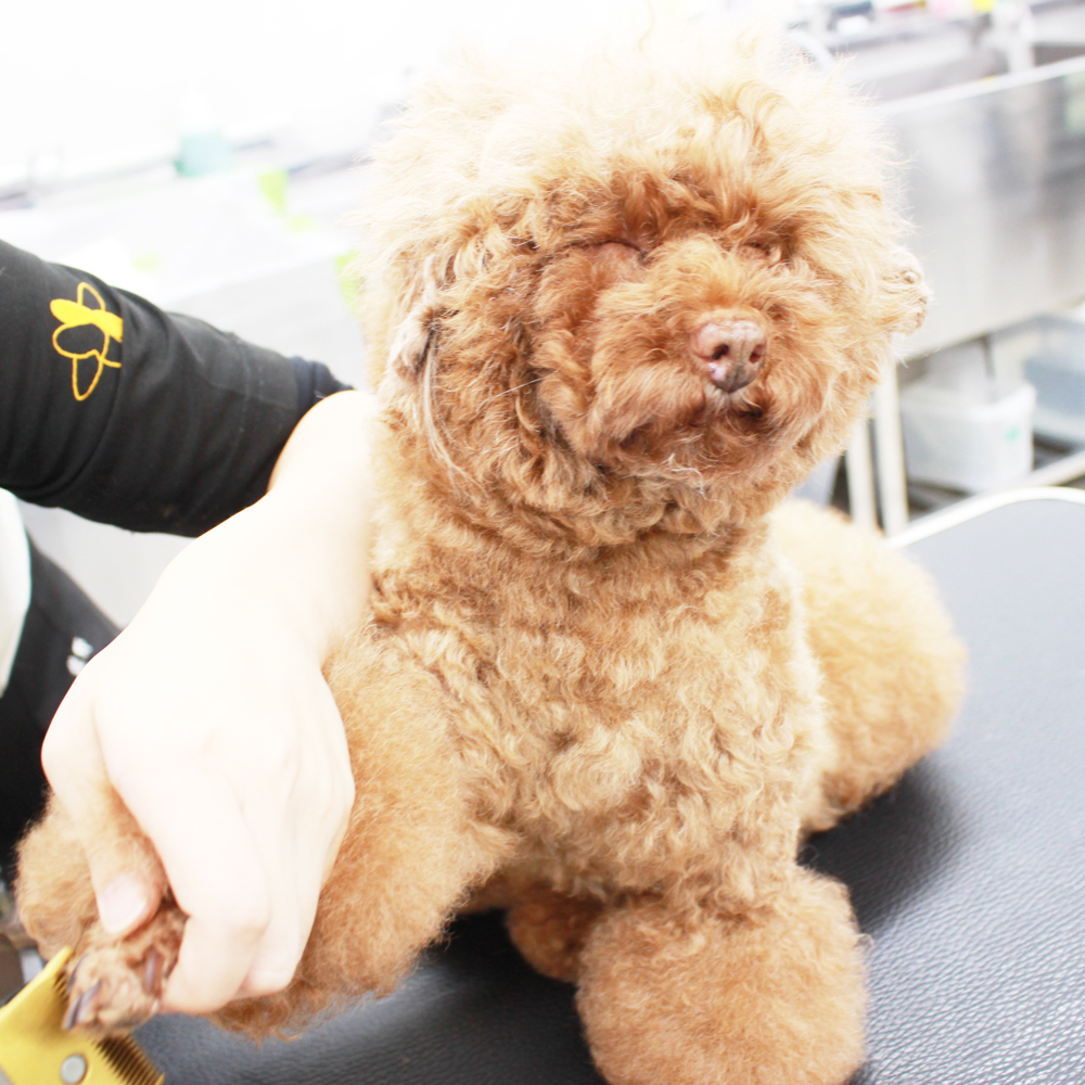 お客様の愛犬、うとうとシリーズ！